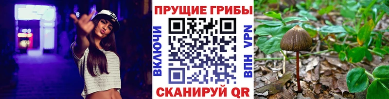 Псилоцибиновые грибы Cubensis  Певек 